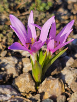 /album/rarity-a-novinky-2026-predjari/colchicum-szovitsii-brachyphyllum1-jpg/